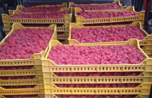 Otkupljivači malina da proizvođačima doplate razliku do 300 dinara