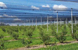 Uticaj klimatskih promena na voćarske kulture Zlatiborskog okruga