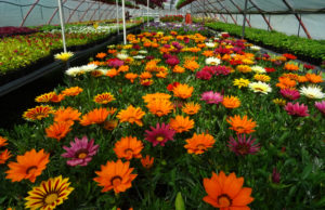 Rasadnik “Bioktoša”: Rapsodija boja i cvetova (FOTO)