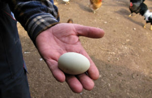 Organska proizvodnja jaja