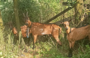 Kozarstvo kao izazov