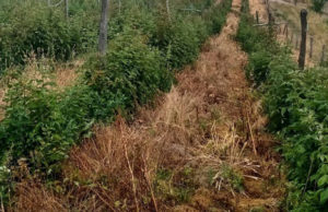 Obuka profesionalnih korisnika sredstava za zaštitu bilja