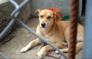 Ivana Stamatović: Povlačim predlog izmena i dopuna Zakona o dobrobiti životinja