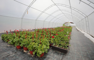 Završen konkurs za donirane plastenike