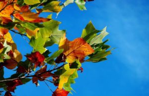 Jesen počinje u 20.19 časova