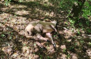 Psi lutalice na Zabučju napali ovce i živinu u dvorištu