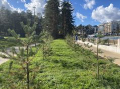 Više od 400 novih stabala u centru Zlatibora