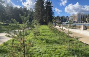 Više od 400 novih stabala u centru Zlatibora