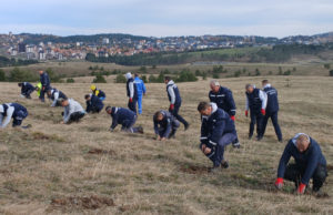 Opština Čajetina zasadila 2.000 sadnica crnog bora na lokaciji Bregovi