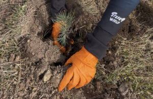 Sutra akcija pošumljavanja na Zlatiboru