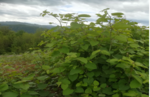 Invazivni korov – japanski dvornik se širi u Srbiji