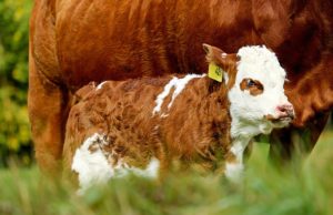 Rast cena teladi i junadi na pijaci žive stoke u Užicu