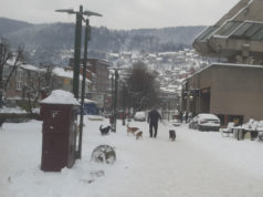 Apel: Uklonite pse lutalice sa Trga partizana (VIDEO)