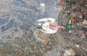 Uginule ptice na plaži