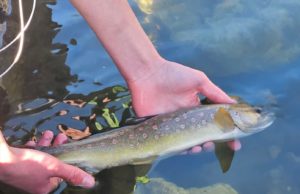 Otvorena ribolovna sezona u Staparskoj banji