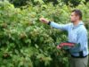Uklanjanje mladih izdanaka u malinjaku kao jedna od ključnih agrotehničkih mera