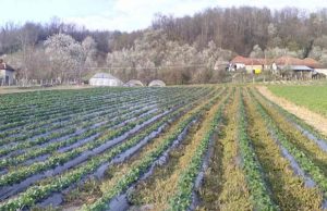 Važno obaveštenje za poljoprivrednike: Izmenjen pravilnik o subvencijama po hektaru