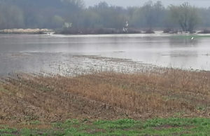 Izlila se Morava u Prijanovačkom polju