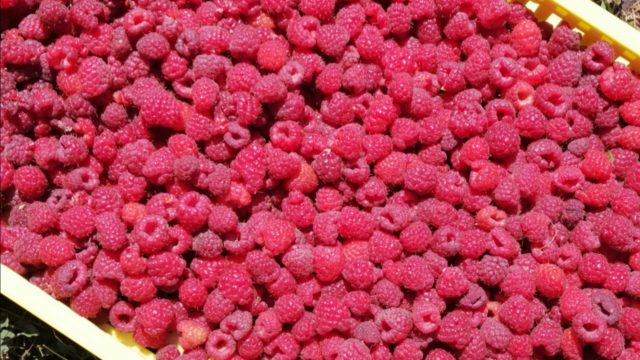 Maline